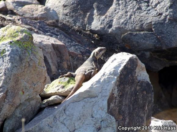 Common Chuckwalla (Sauromalus ater)