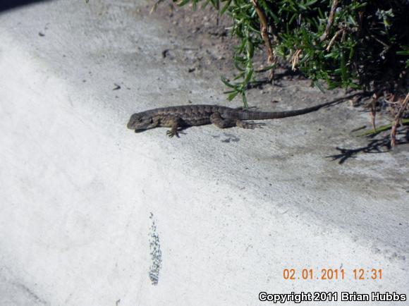 Great Basin Fence Lizard (Sceloporus occidentalis longipes)