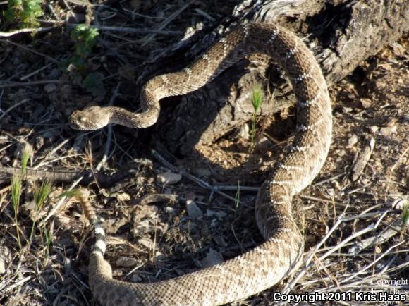 Western Diamond-backed Rattlesnake (Crotalus atrox)