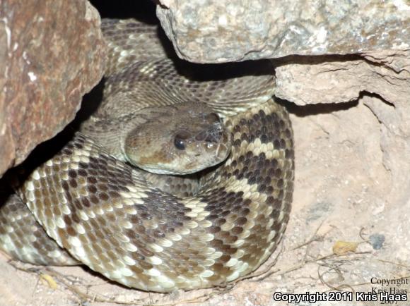 Northern Black-tailed Rattlesnake (Crotalus molossus molossus)