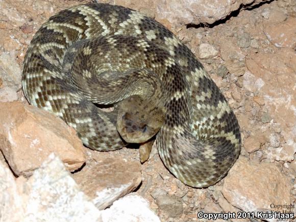 Northern Black-tailed Rattlesnake (Crotalus molossus molossus)