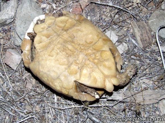 Desert Tortoise (Gopherus agassizii)