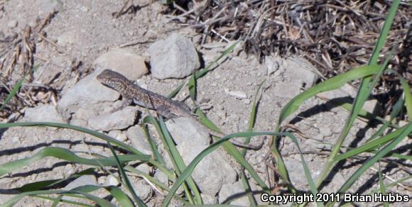 Common Side-blotched Lizard (Uta stansburiana)