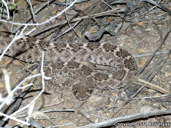 Western Diamond-backed Rattlesnake (Crotalus atrox)