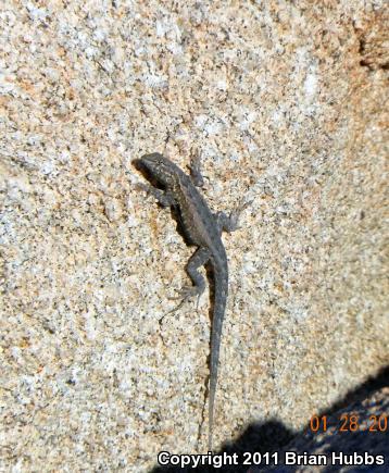 Common Side-blotched Lizard (Uta stansburiana)