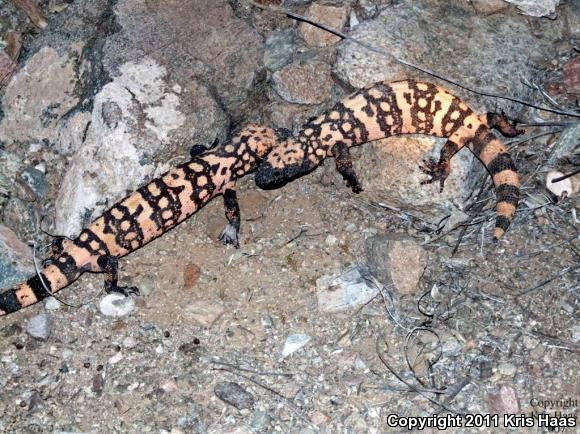 Banded Gila Monster (Heloderma suspectum cinctum)