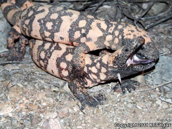 Banded Gila Monster (Heloderma suspectum cinctum)