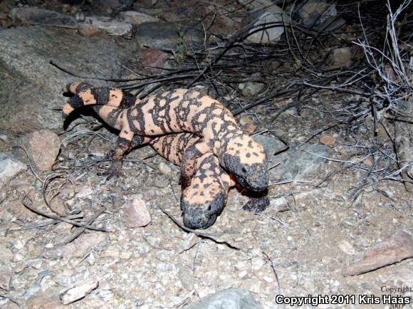 Banded Gila Monster (Heloderma suspectum cinctum)