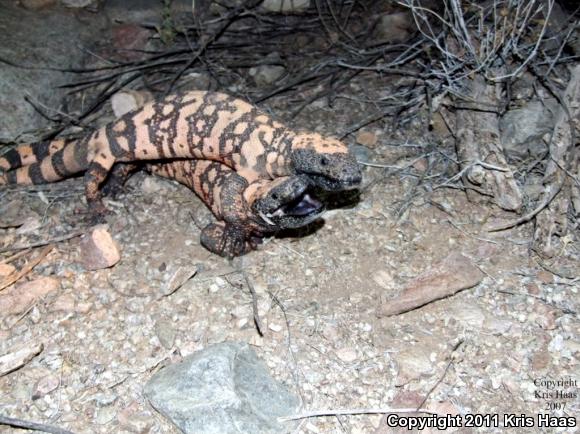 Banded Gila Monster (Heloderma suspectum cinctum)