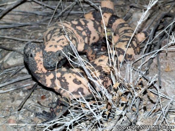 Banded Gila Monster (Heloderma suspectum cinctum)