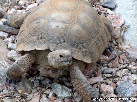 Desert Tortoise (Gopherus agassizii)