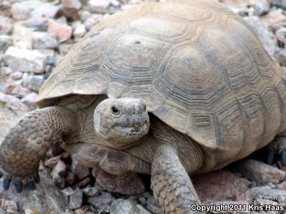 Desert Tortoise (Gopherus agassizii)