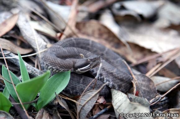 Chihuahuan Ridge-nosed Rattlesnake (Crotalus willardi silus)