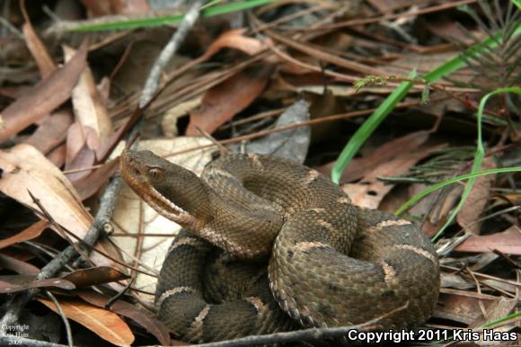 Chihuahuan Ridge-nosed Rattlesnake (Crotalus willardi silus)