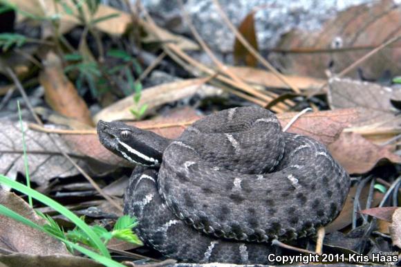 Chihuahuan Ridge-nosed Rattlesnake (Crotalus willardi silus)