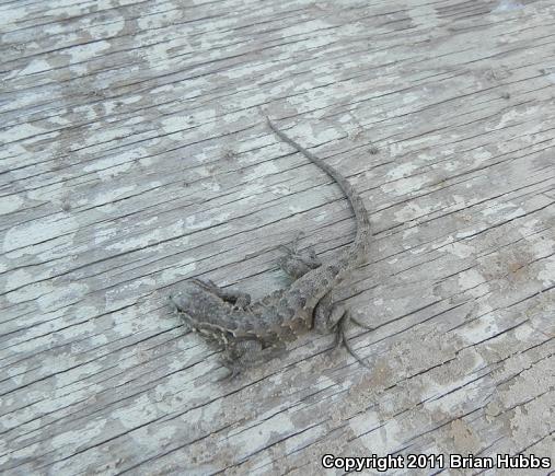 Common Side-blotched Lizard (Uta stansburiana)