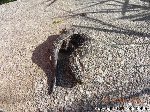 San Diego Alligator Lizard (Elgaria multicarinata webbii)
