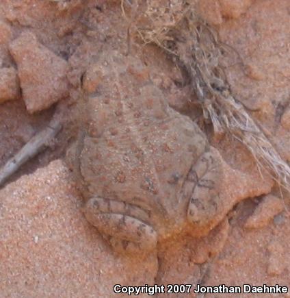 Woodhouse's Toad (Anaxyrus woodhousii woodhousii)