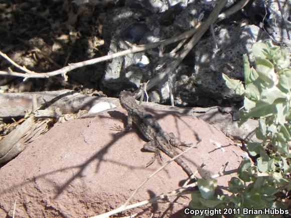 Great Basin Fence Lizard (Sceloporus occidentalis longipes)
