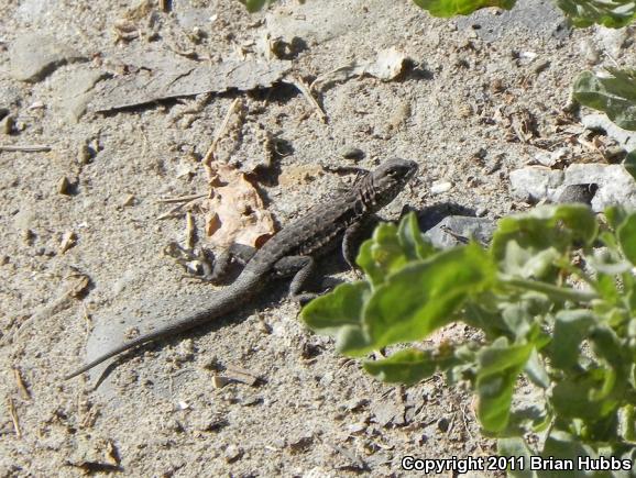 Common Side-blotched Lizard (Uta stansburiana)