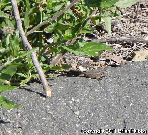 Great Basin Fence Lizard (Sceloporus occidentalis longipes)