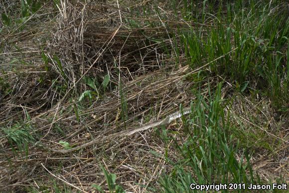 Eastern Foxsnake (Pantherophis gloydi)