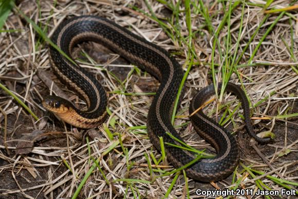 Butler's Gartersnake (Thamnophis butleri)