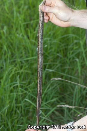 Butler's Gartersnake (Thamnophis butleri)