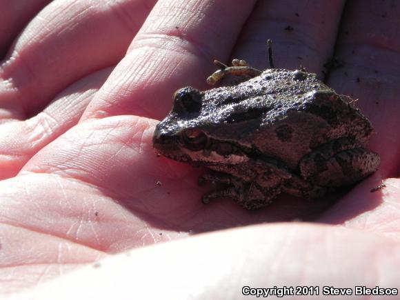 Baja California Treefrog (Pseudacris hypochondriaca)