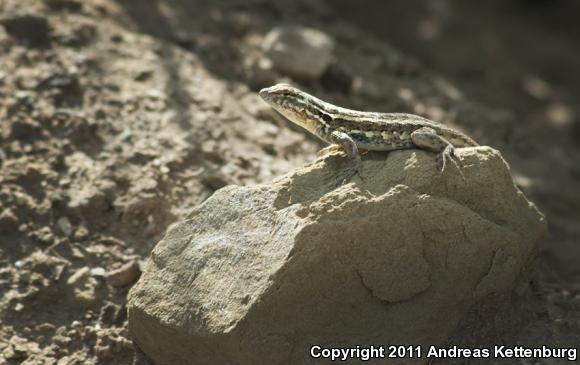 Western Side-blotched Lizard (Uta stansburiana elegans)