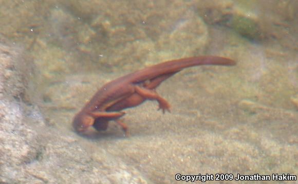 Coast Range Newt (Taricha torosa torosa)