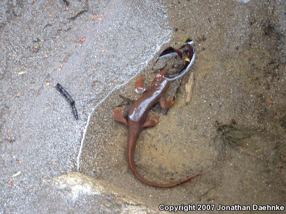 Coast Range Newt (Taricha torosa torosa)