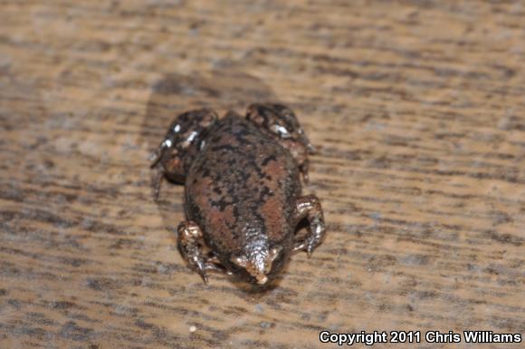 Eastern Narrow-mouthed Toad (Gastrophryne carolinensis)