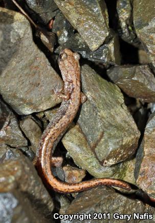 Larch Mountain Salamander (Plethodon larselli)