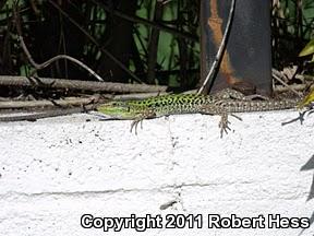 Italian Wall Lizard (Podarcis sicula)