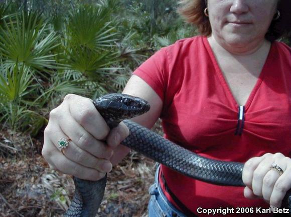 Eastern Indigo Snake (Drymarchon couperi)