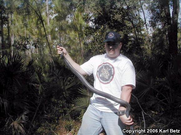 Eastern Indigo Snake (Drymarchon couperi)