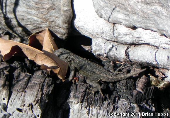 Coast Range Fence Lizard (Sceloporus occidentalis bocourtii)