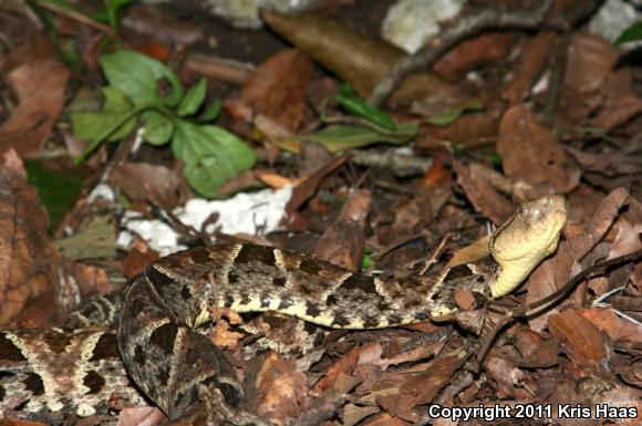 Terciopelo (Bothrops asper)