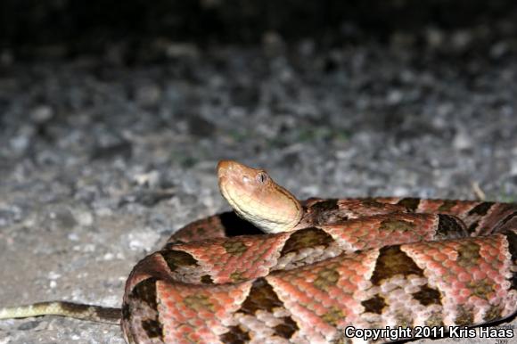 Terciopelo (Bothrops asper)