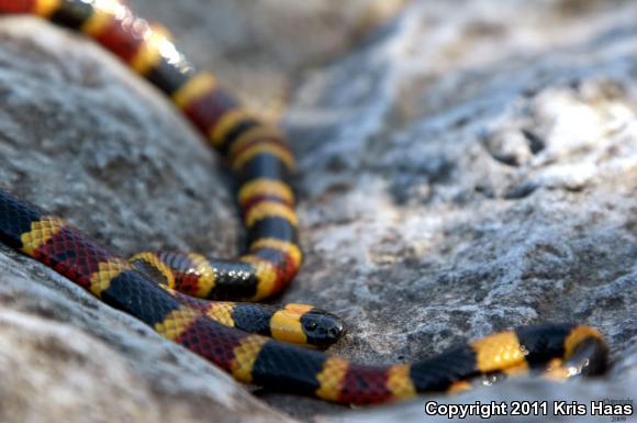 Spotted Coralsnake (Micrurus tener microgalbineus)