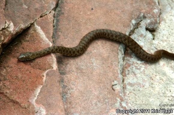 Narrow-headed Gartersnake (Thamnophis rufipunctatus)