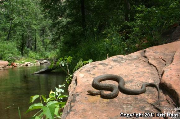 Narrow-headed Gartersnake (Thamnophis rufipunctatus)