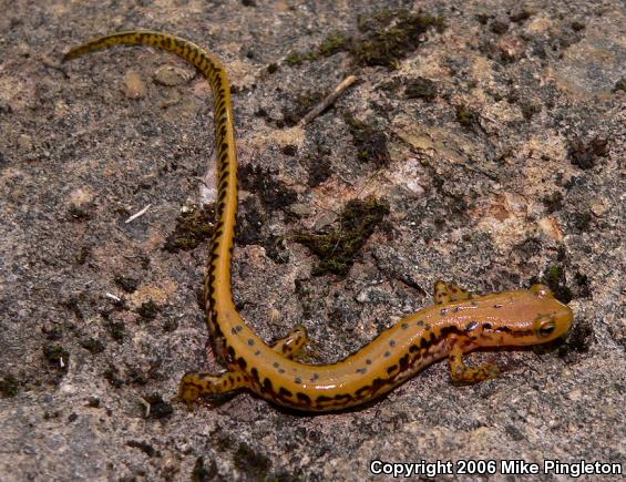 Long-tailed Salamander (Eurycea longicauda longicauda)