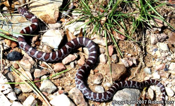 Eastern Milksnake (Lampropeltis triangulum triangulum)