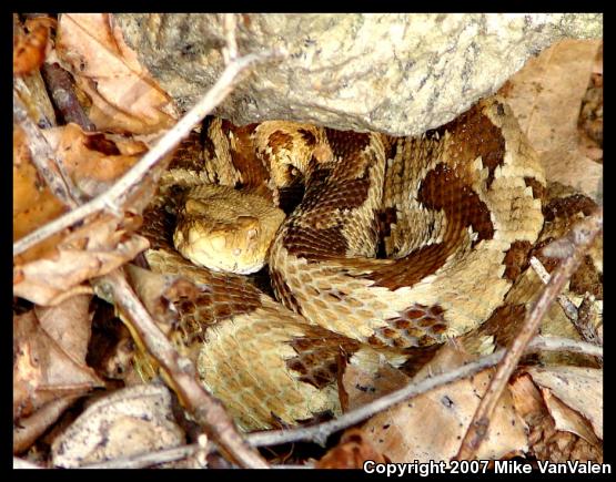 Timber Rattlesnake (Crotalus horridus)