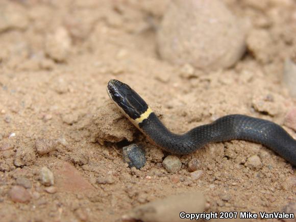 Northern Ring-necked Snake (Diadophis punctatus edwardsii)