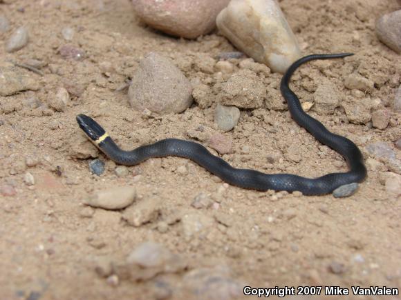 Northern Ring-necked Snake (Diadophis punctatus edwardsii)