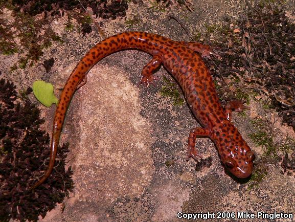 Cave Salamander (Eurycea lucifuga)