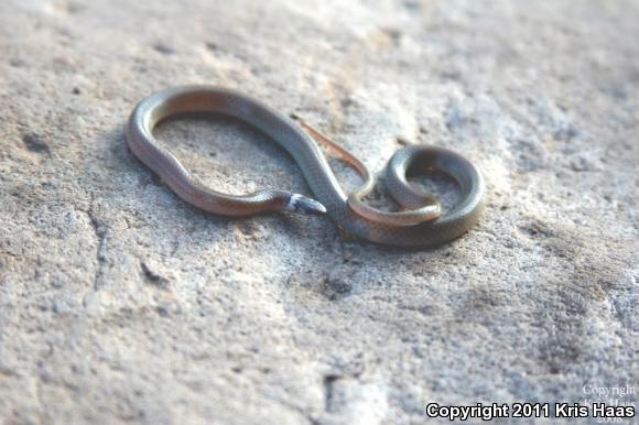 Chihuahuan Black-headed Snake (Tantilla wilcoxi)